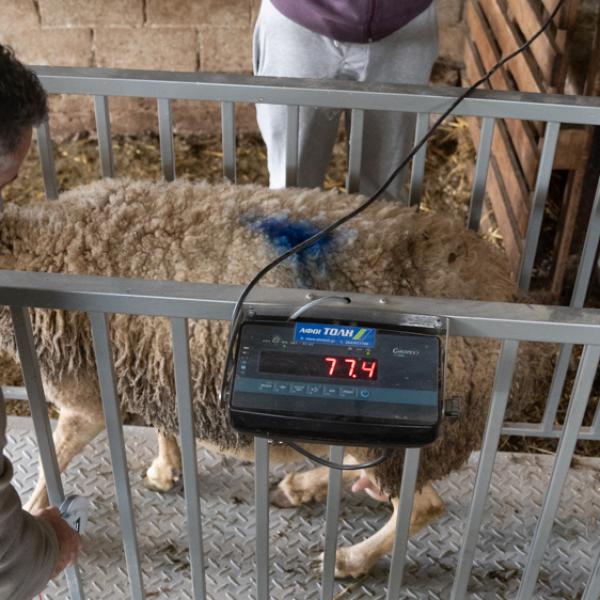 Ζύγιση προβάτων